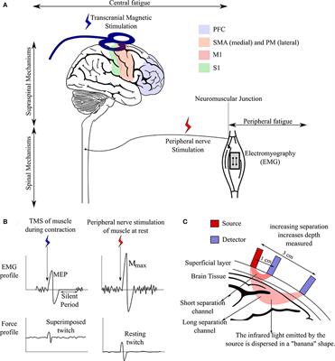 A Methodological Framework to Capture Neuromuscular Fatigue Mechanisms Under Stress